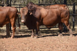 Cattle