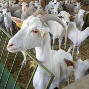 Farm facilities